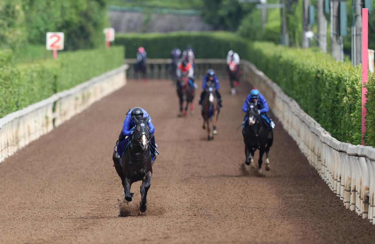 坂路を単走で追い切るソウルラッシュ（左）（撮影・白石智彦）