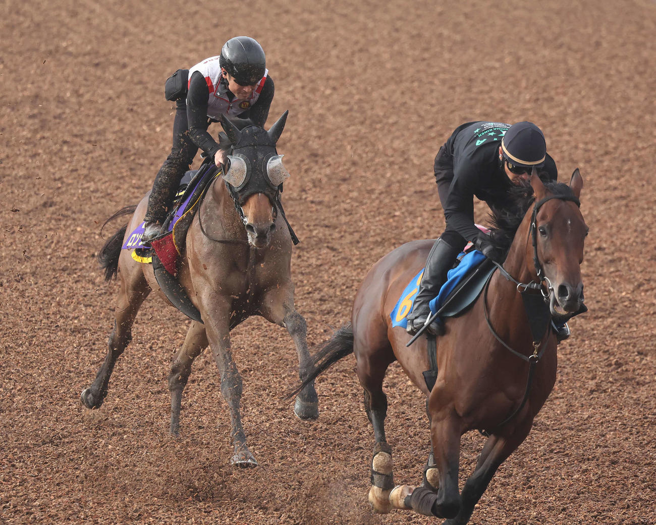 ロングラン（左）は美浦ウッドで先行するサハラヴァンクールを追い上げた（撮影・丹羽敏通）