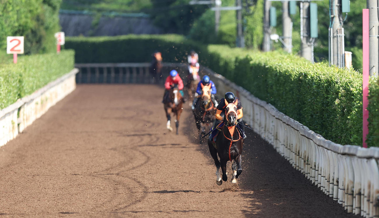 坂路を単走で追い切るジャンタルマンタル（撮影・白石智彦）