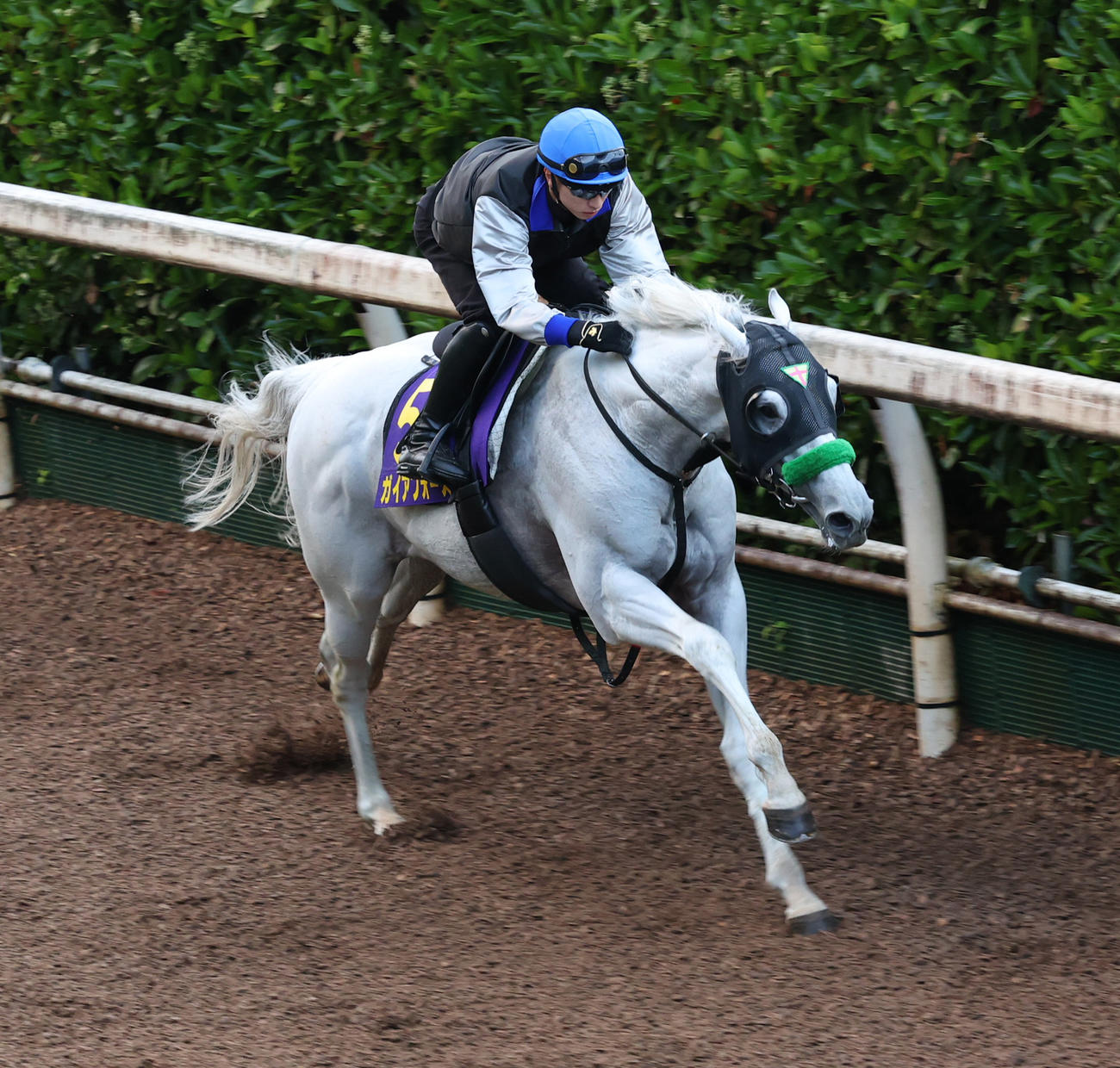 吉村騎手を背に坂路で追い切るガイアフォース