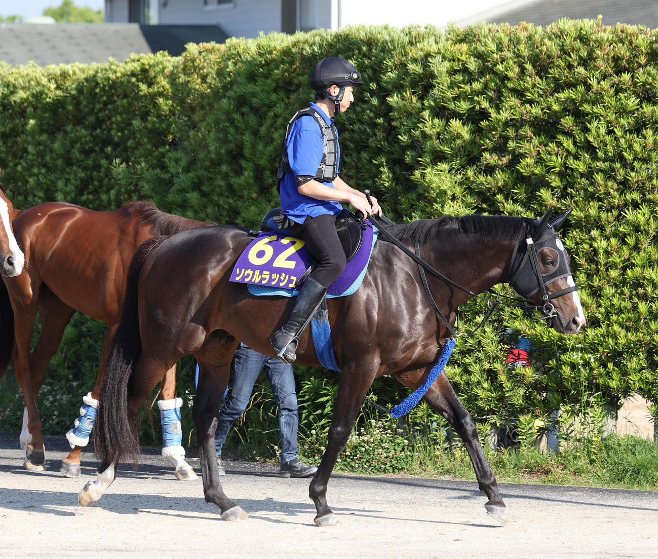 厩舎周りで運動するソウルラッシュ