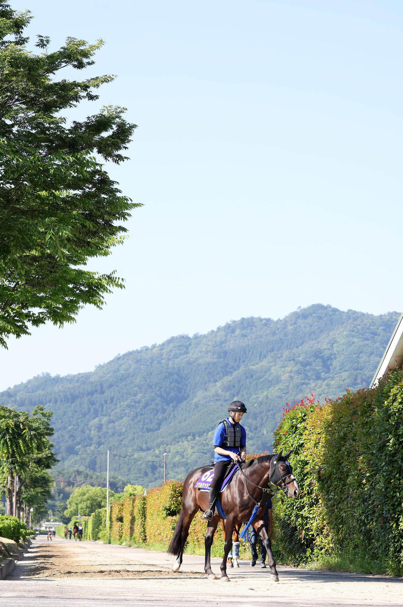 厩舎周りで運動するソウルラッシュ（撮影・白石智彦）