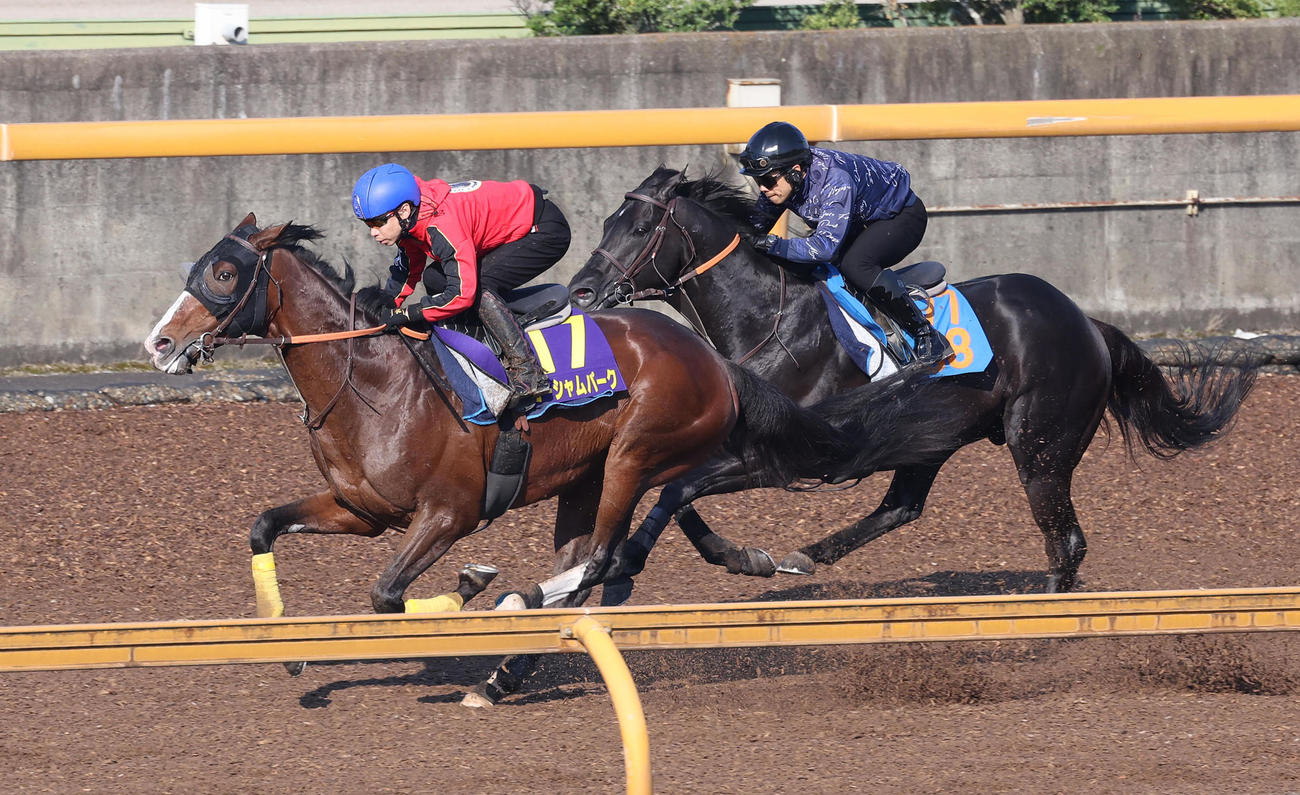 池添騎手を背にCウッドを併せ馬で追い切るローシャムパーク（左）（撮影・白石智彦）