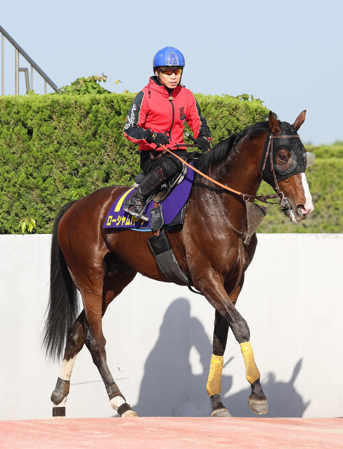 池添騎手を背に調教から引き揚げるローシャムパーク（撮影・白石智彦）