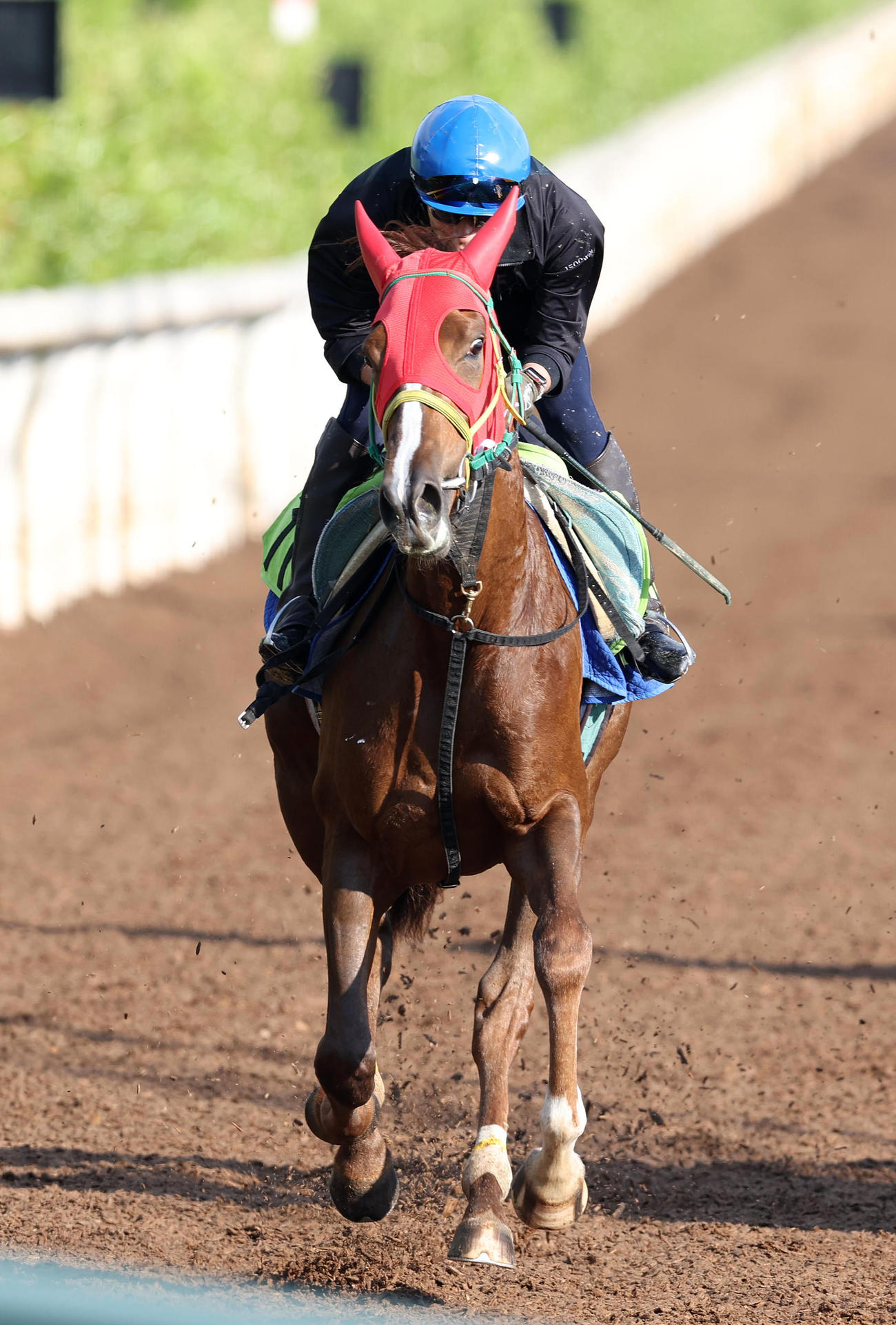 4日、和田竜騎手を背に坂路で追い切るトライアンフパス
