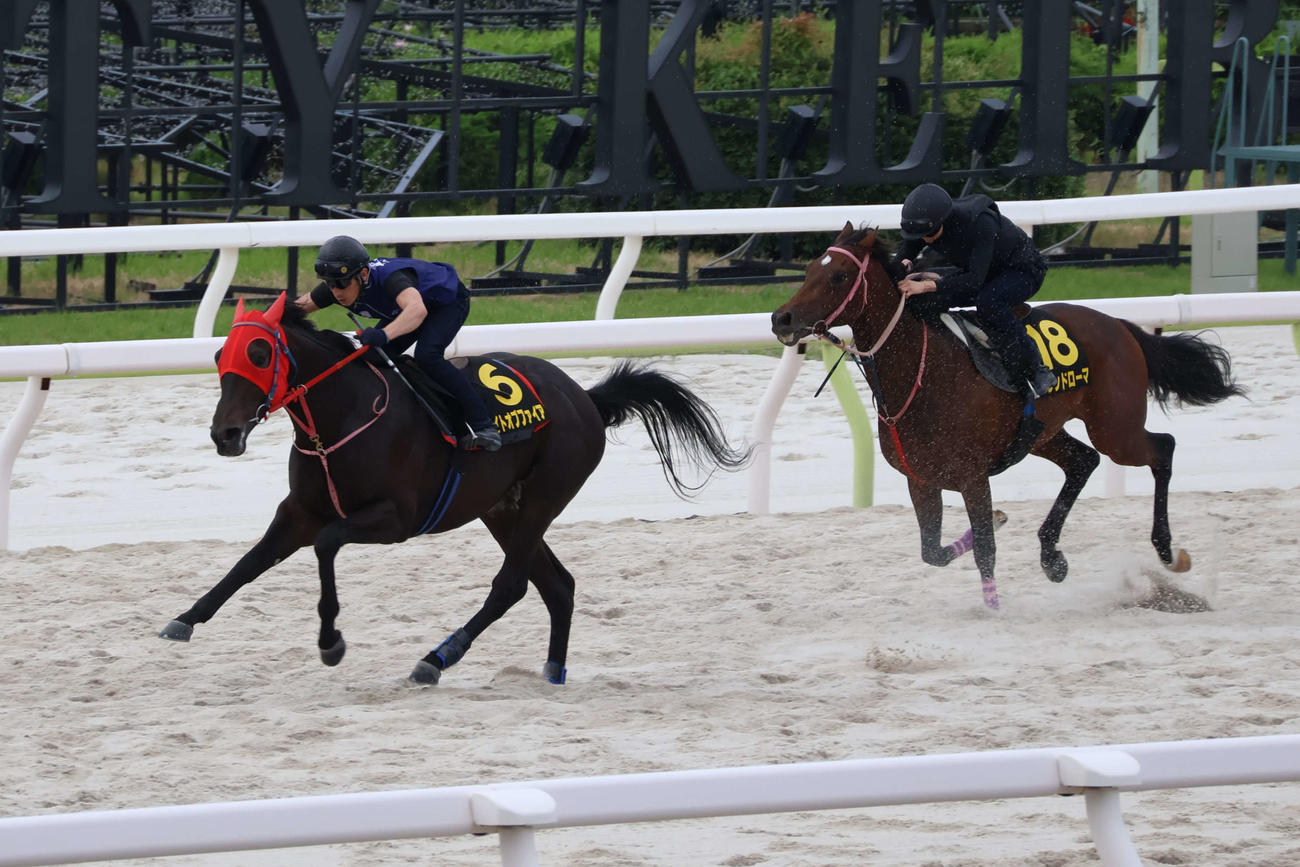 東京ダービーに向け併せ馬で最終追い切りを行うフレンドローマ（右）とナイトオブファイア（左）