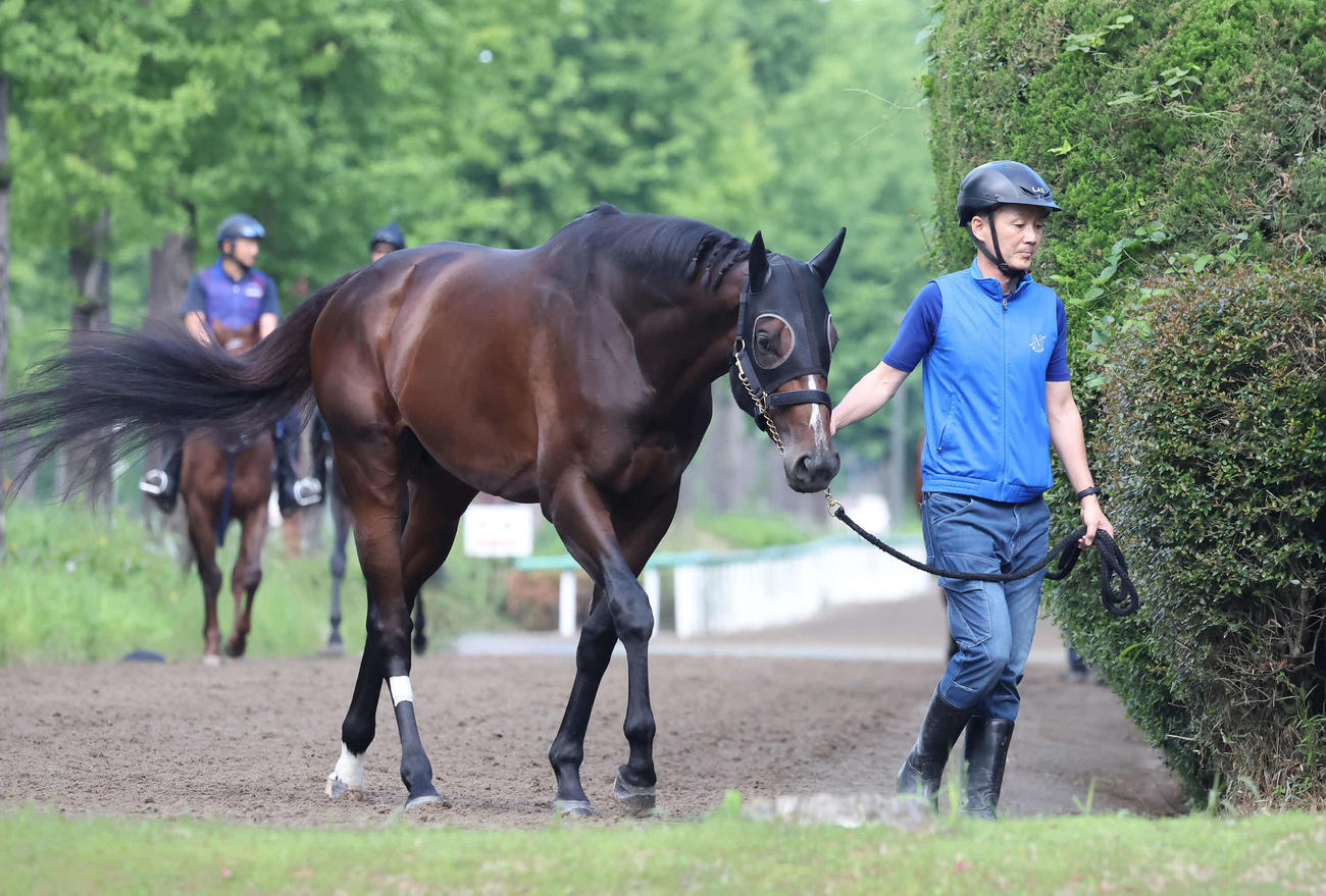 引き運動で調整するシックスペンス（2025年6月5日撮影）