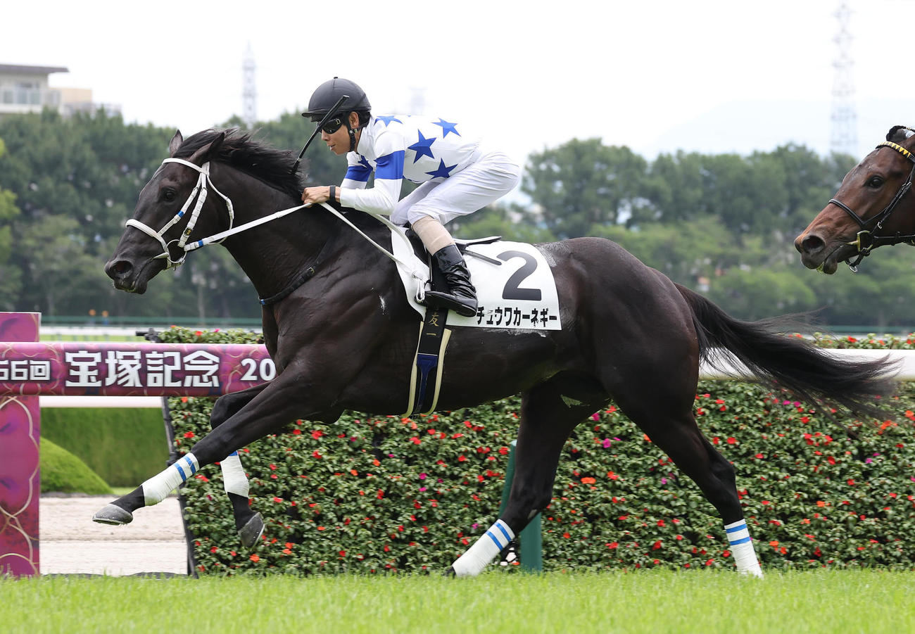 阪神5R、逃げ切って新馬戦を制したチュウワカーネギー（撮影・白石智彦）