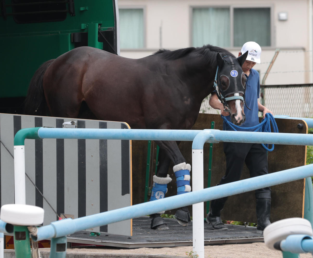 馬運車から降りるソウルラッシュ（撮影・柴田隆二）