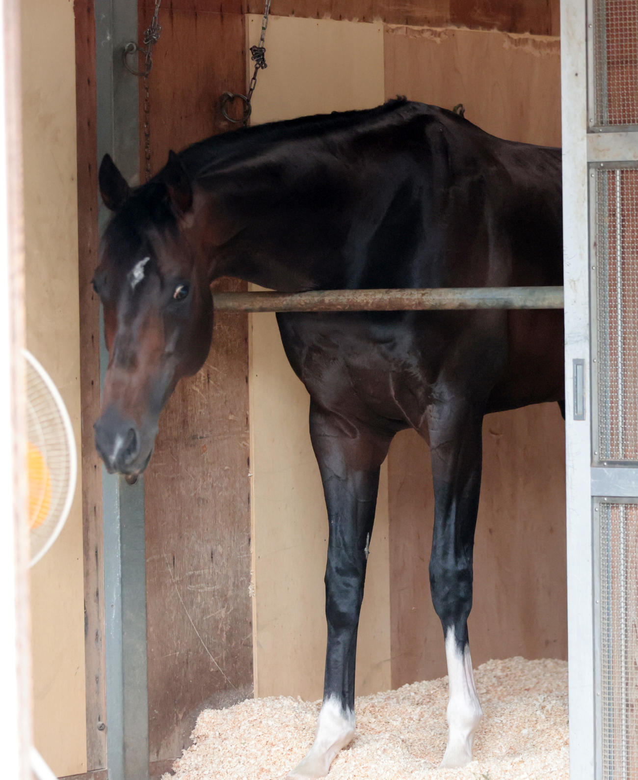 東京競馬場に到着し馬房でくつろぐジュンブロッサム（撮影・柴田隆二）