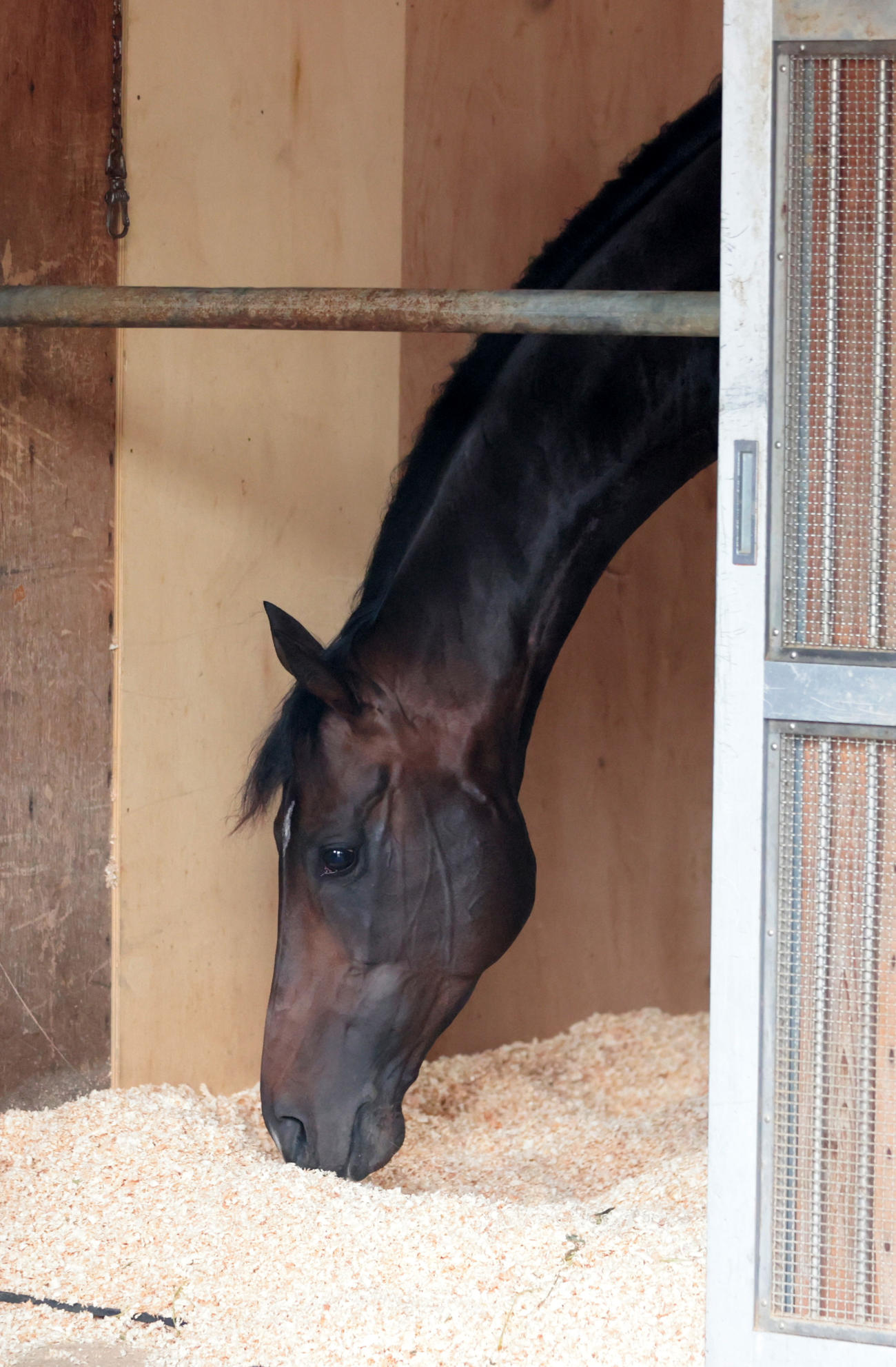 東京競馬場に到着し馬房でくつろぐジュンブロッサム（撮影・柴田隆二）