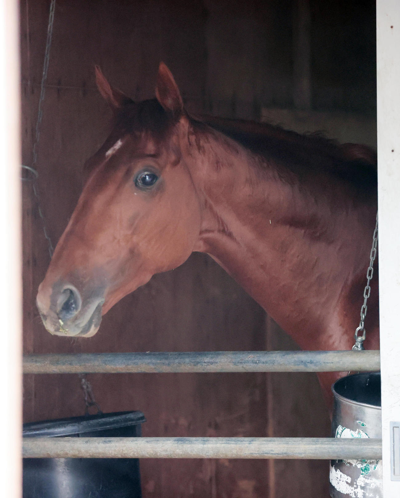 東京競馬場に到着し馬房でくつろぐウォーターリヒト（撮影・柴田隆二）