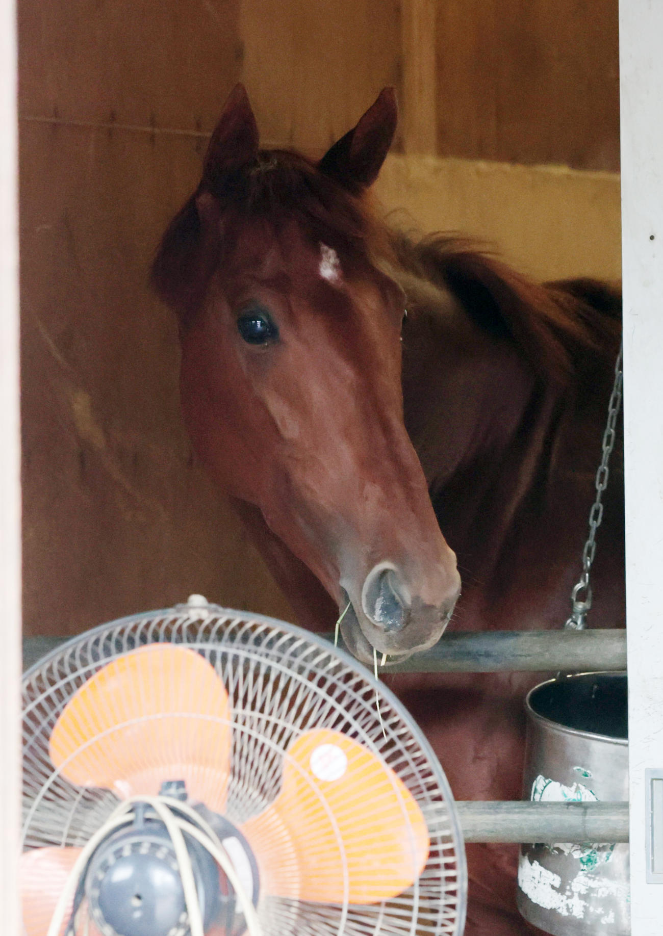 東京競馬場に到着し馬房でくつろぐウォーターリヒト（撮影・柴田隆二）