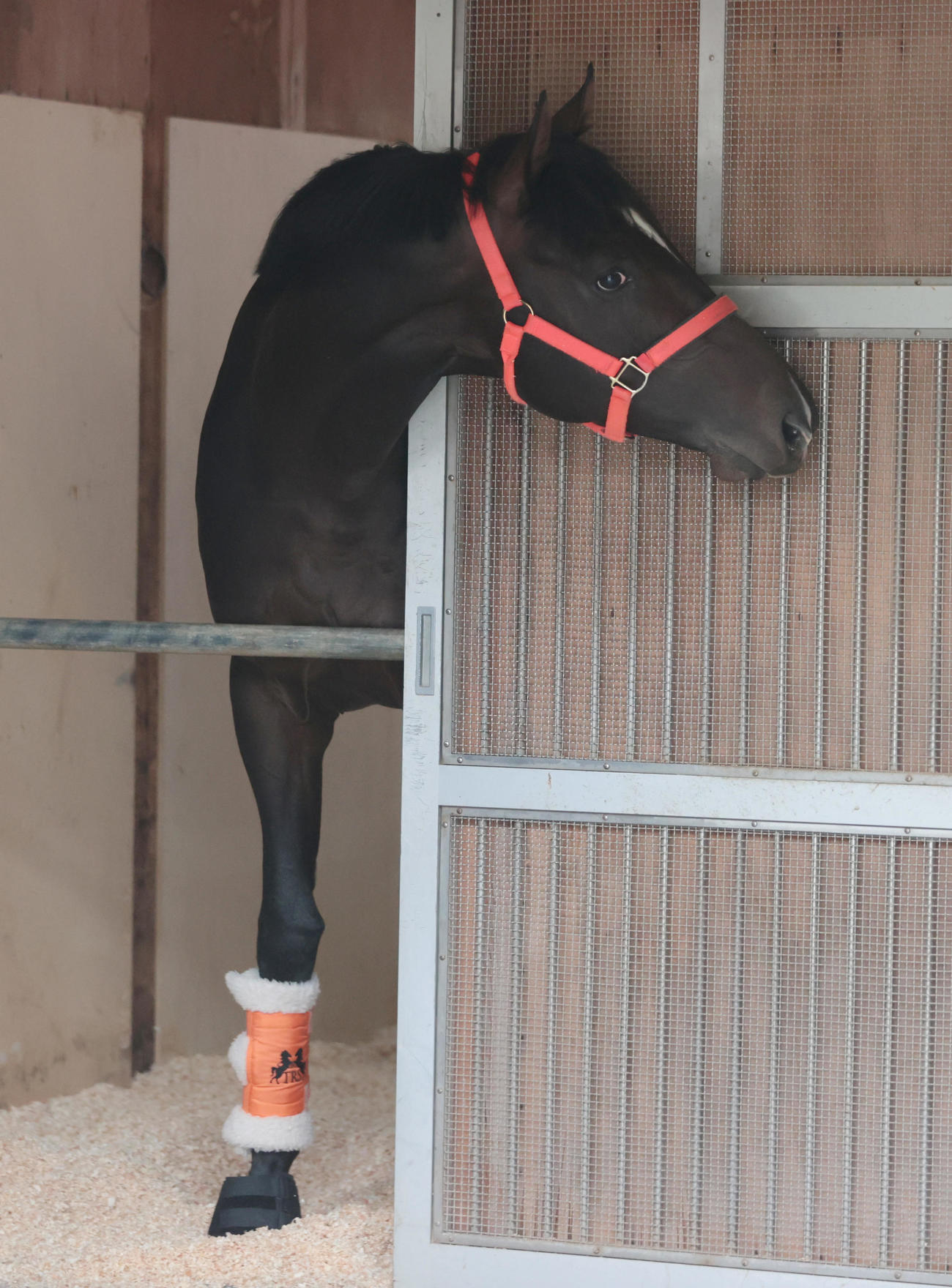 東京競馬場に到着し馬房でくつろぐジャンタルマンタル（撮影・柴田隆二）