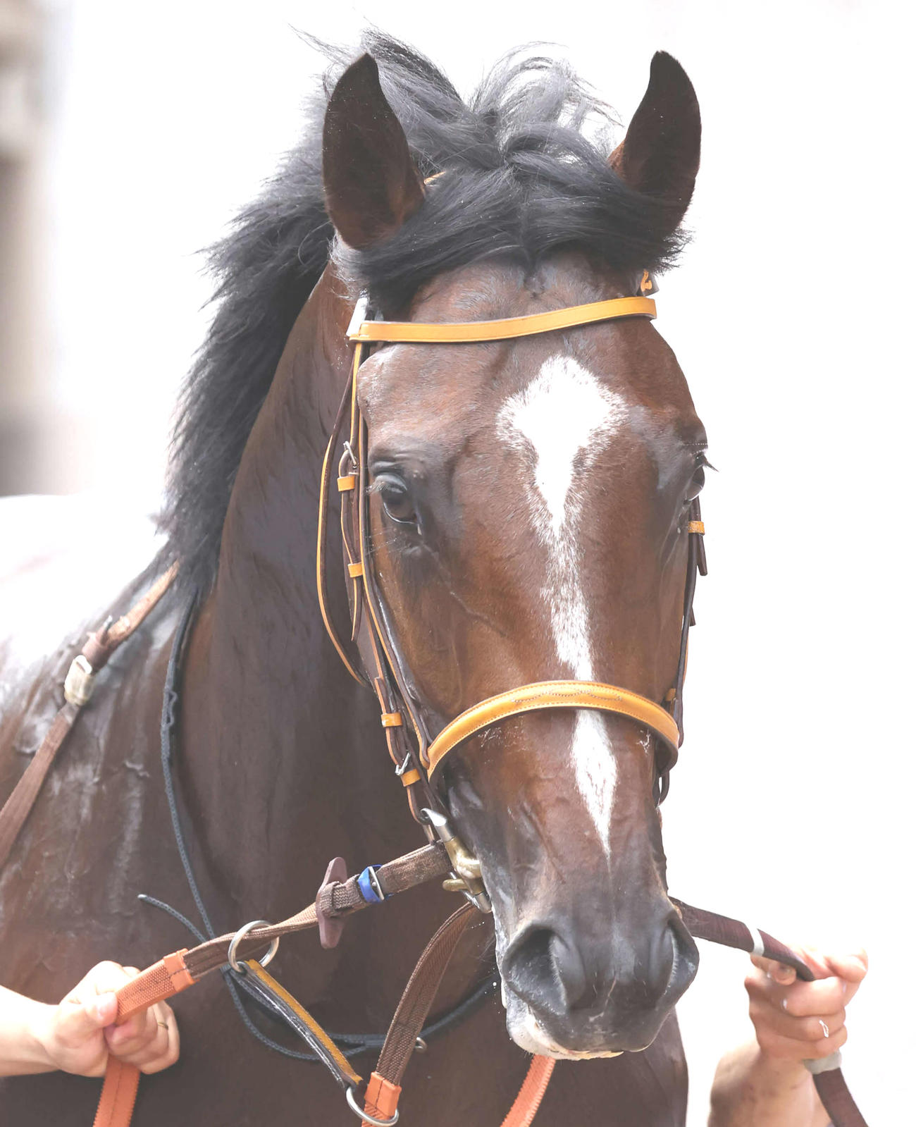 東京5R新馬戦を制したダノンヒストリー（撮影・丹羽敏通）