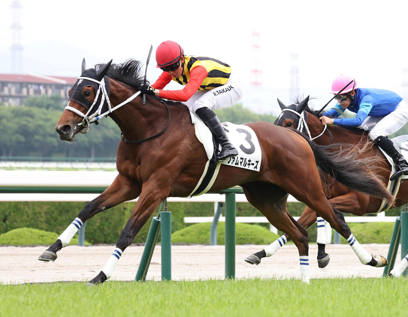 阪神5R、直線抜け出して新馬戦を制したファムマルキーズ（撮影・白石智彦）
