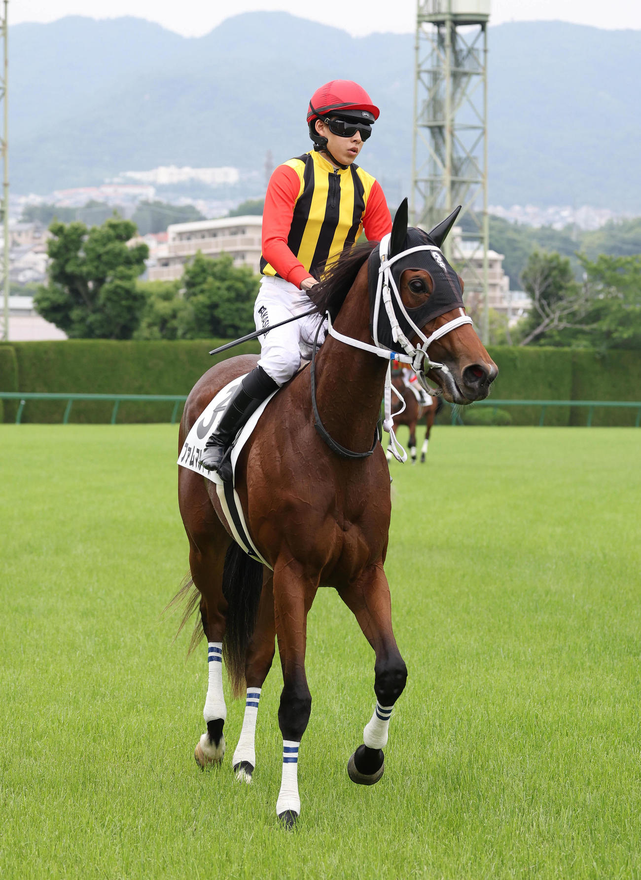 阪神5R、新馬戦を制したファムマルキーズ（撮影・白石智彦）