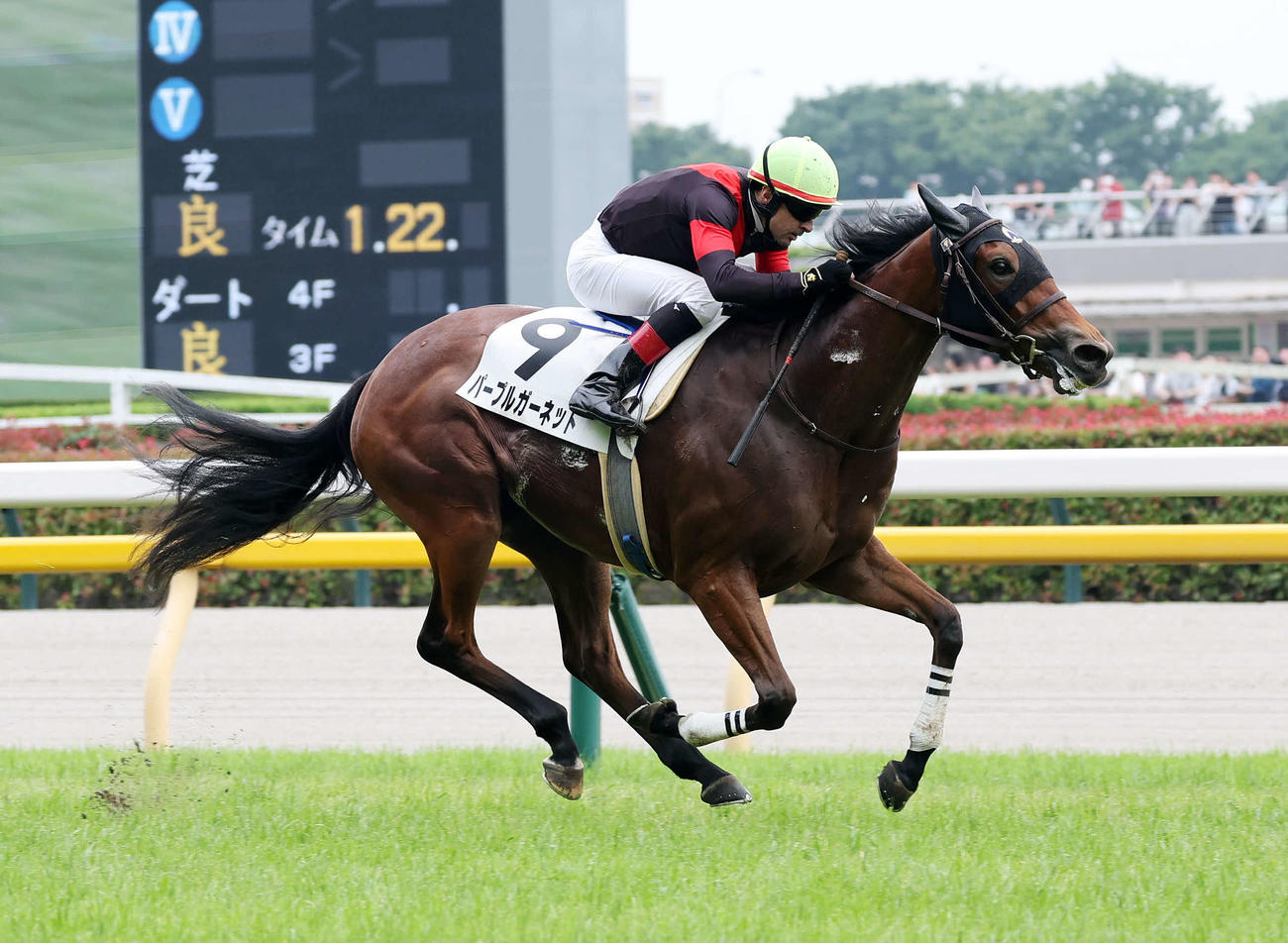 東京6R、新馬戦を制したパープルガーネットとルメール騎手（撮影・鈴木正人）