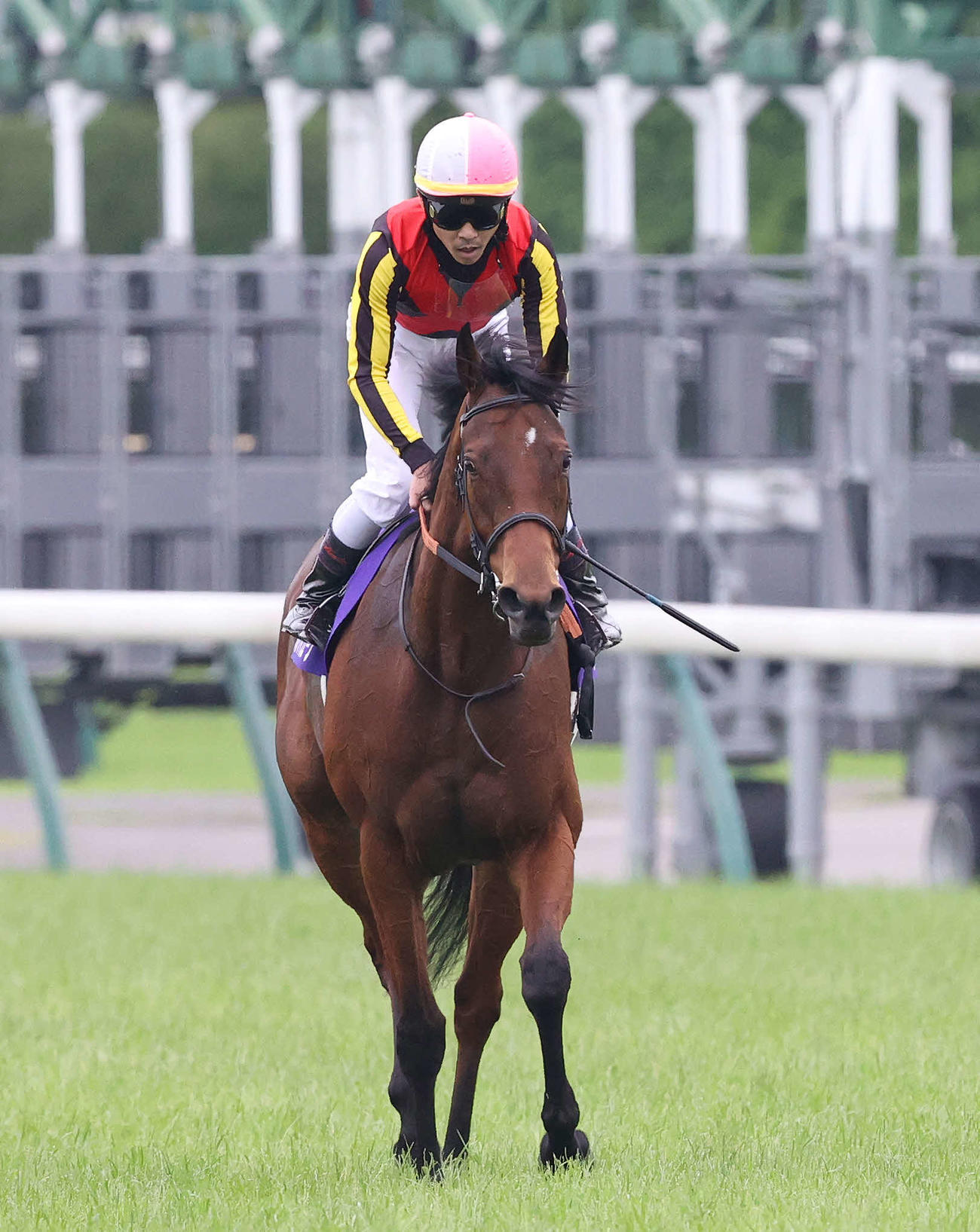 東京11R、安田記念で4着に敗れたブレイディヴェーグと戸崎騎手（撮影・丹羽敏通）