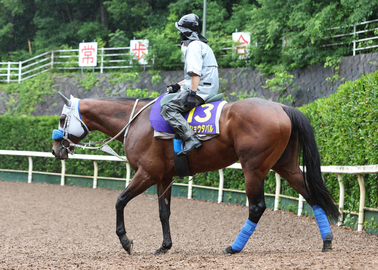 逍遥馬道で運動するメイショウタバル（撮影・白石智彦）