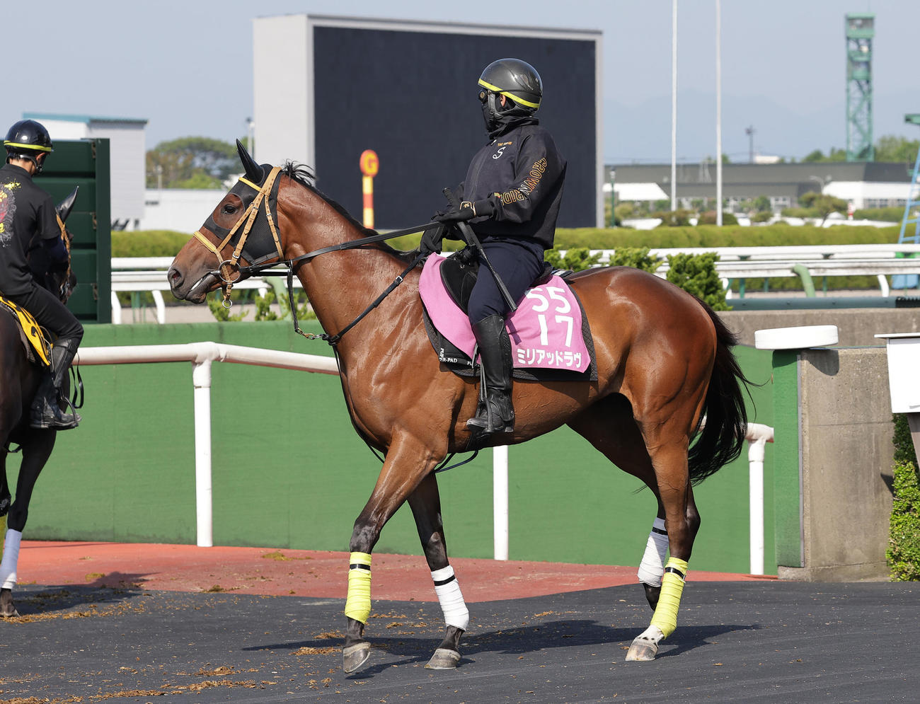 函館競馬場で調整を積むミリアッドラヴ