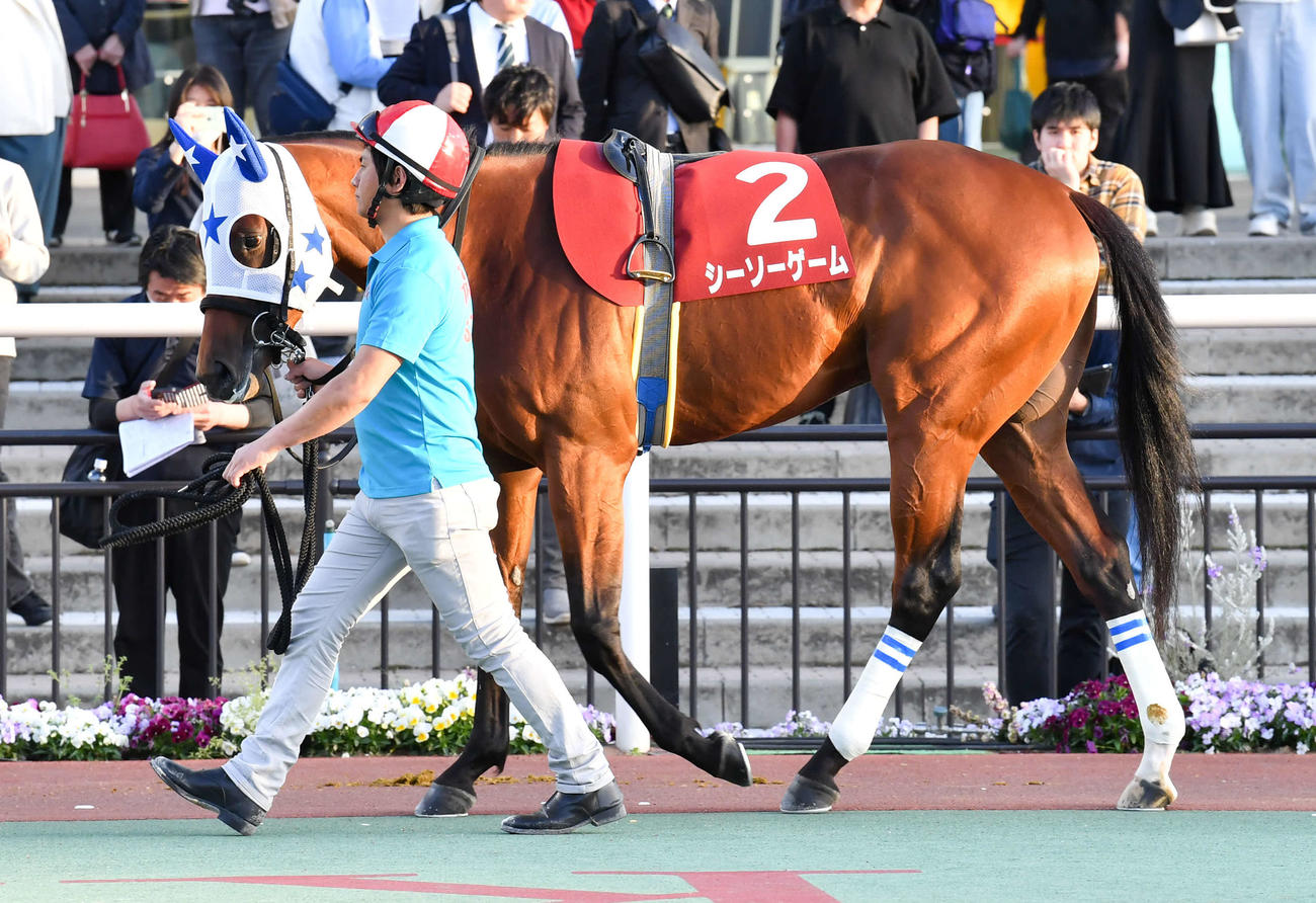 東京ダービーに参戦するシーソーゲーム（C）東京シティ競馬