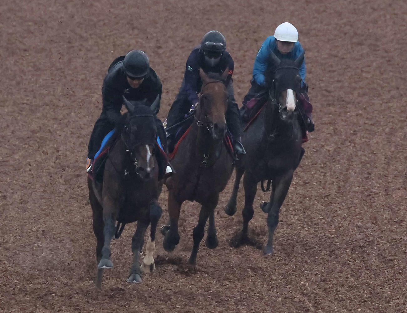レガレイラ（中央）は美浦ウッドを3頭併せで追い切られた（撮影・丹羽敏通）