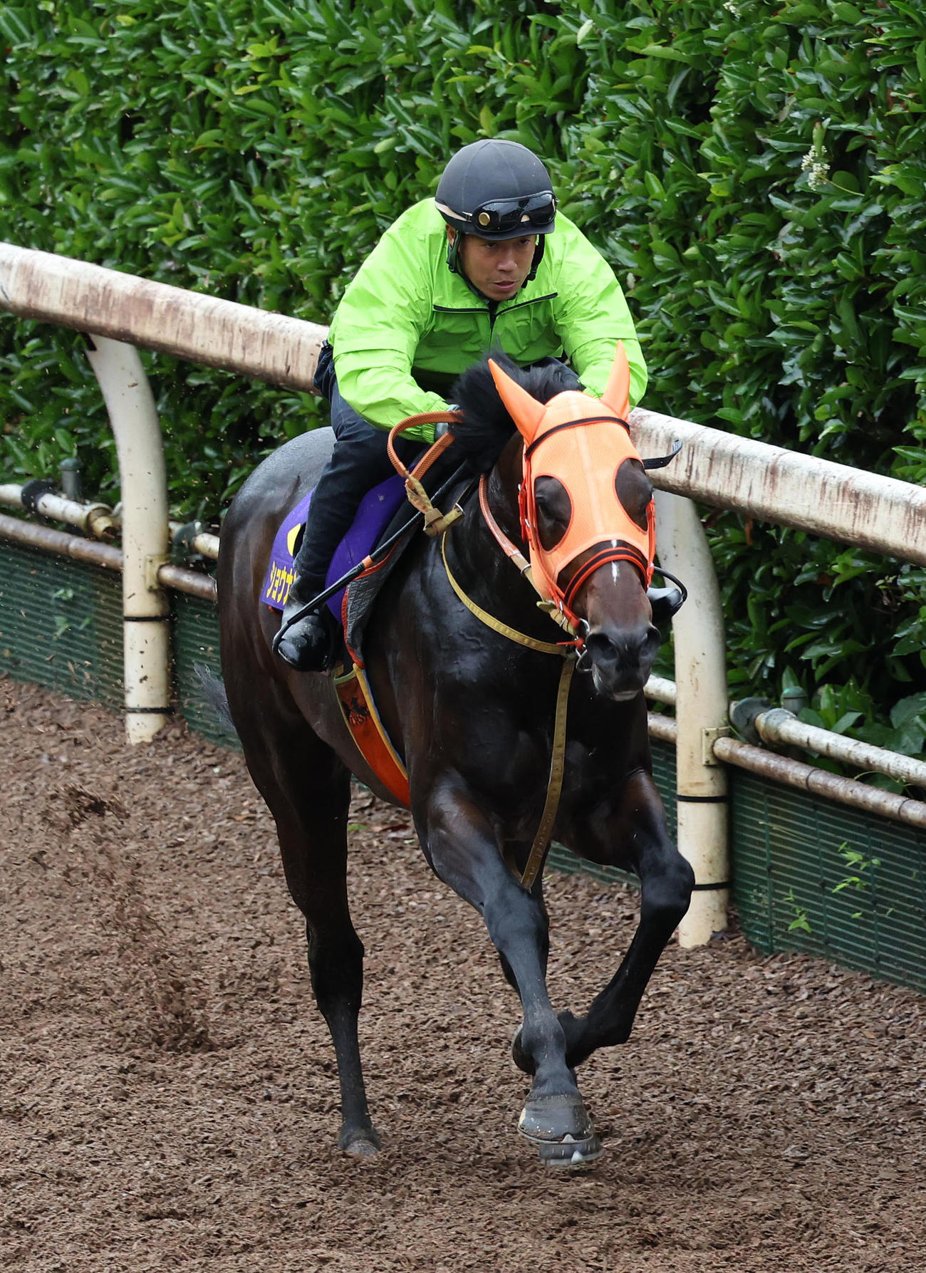 坂路を単走で追い切るショウナンラプンタ（撮影・白石智彦）