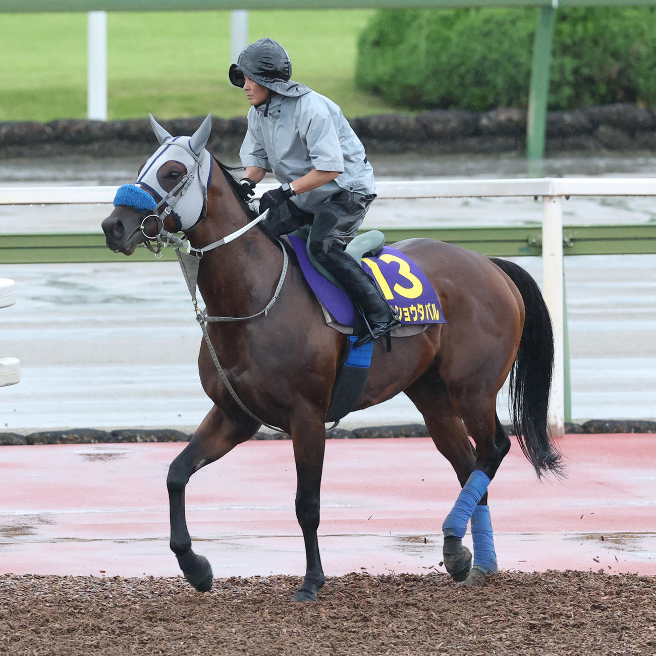 CWコースで追い切るメイショウタバル