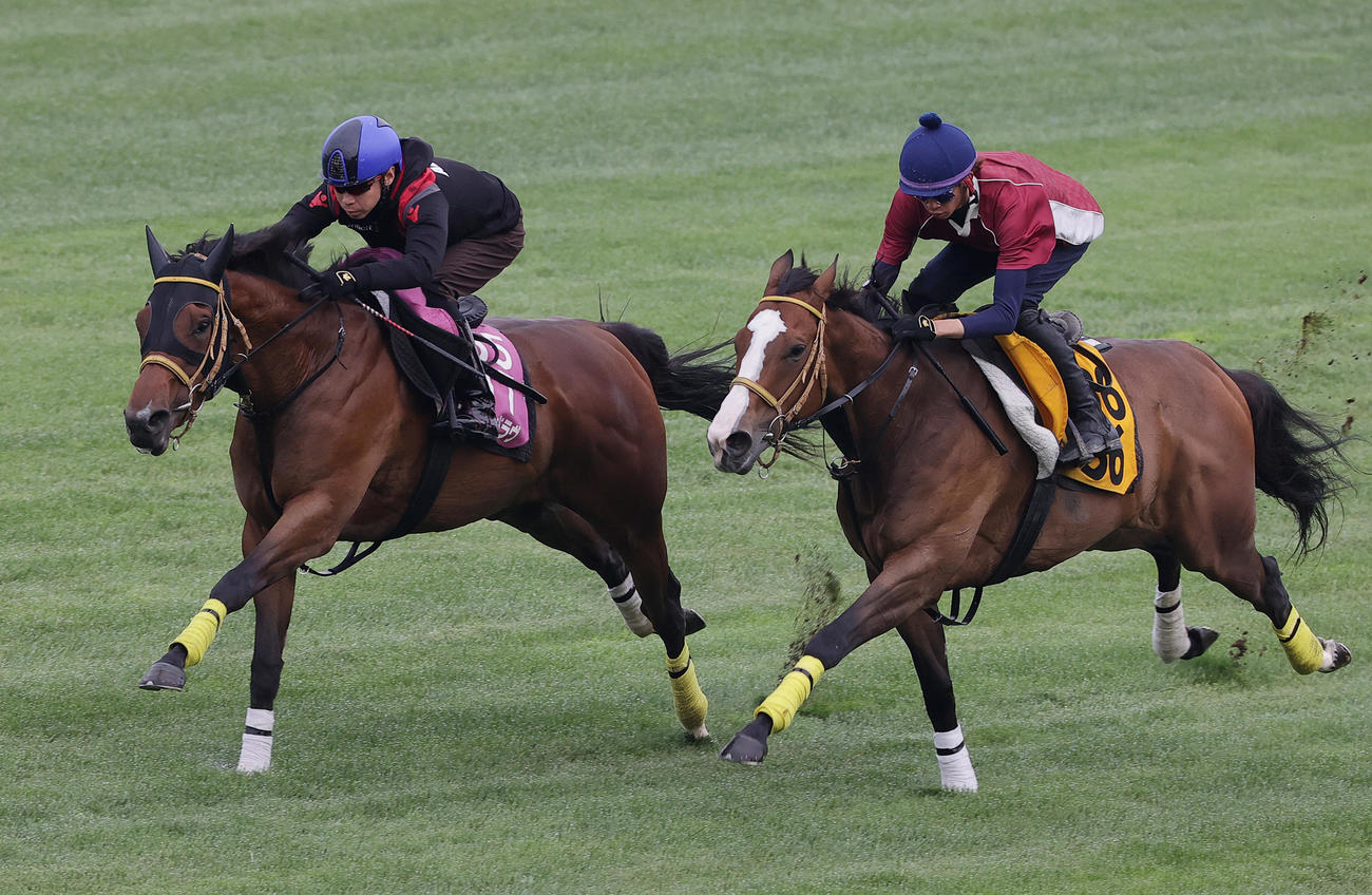 池添騎手を背に、函館芝コースで併せ馬で追い切られるミリアッドラヴ（左）
