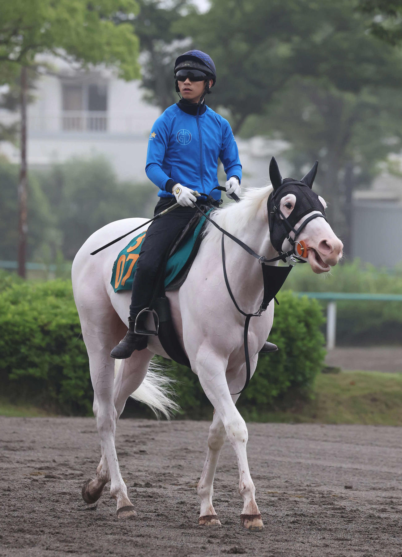 馬場へ向かう白毛のスーホ（撮影・丹羽敏通）
