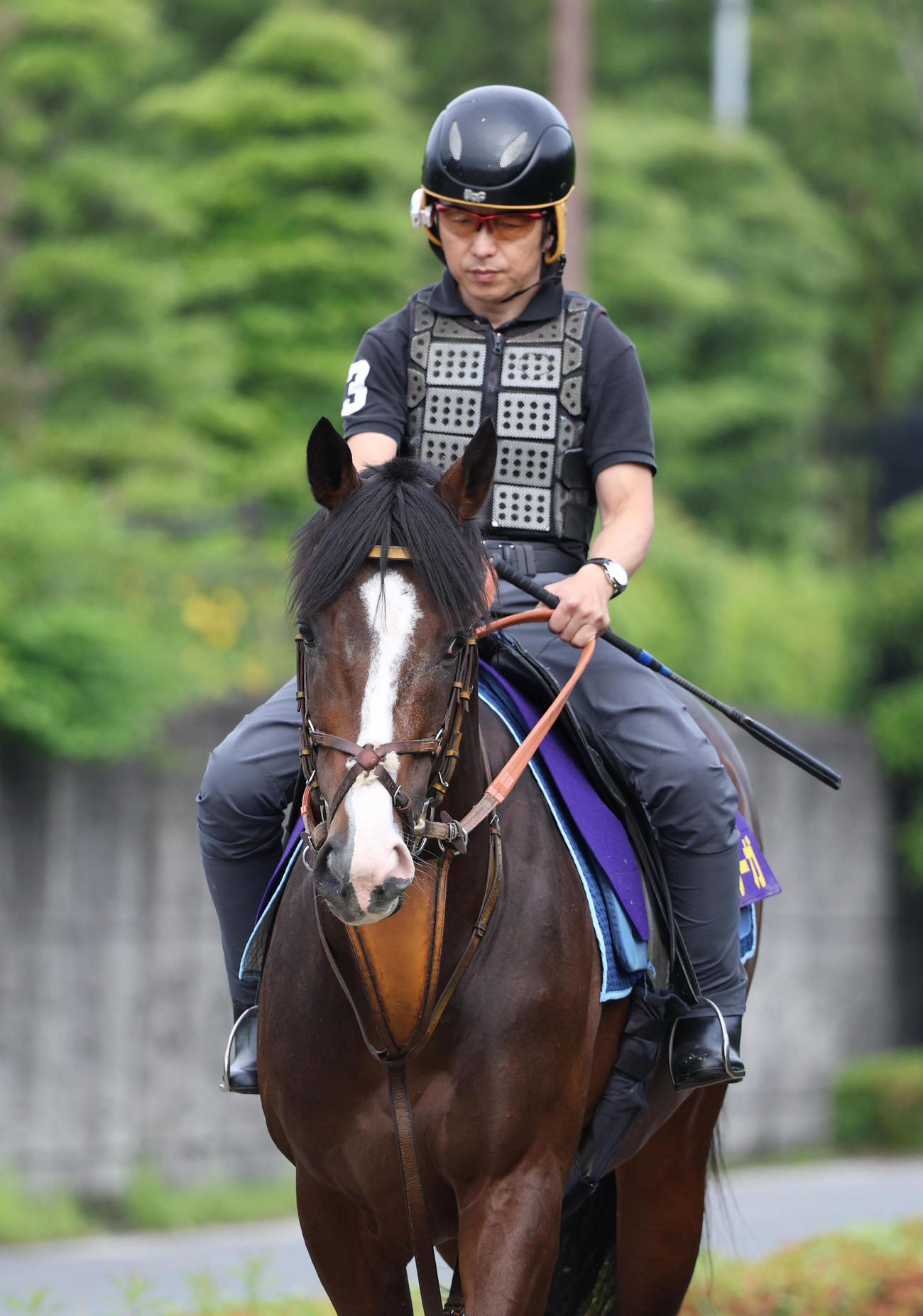 厩舎周りで運動するダノンベルーガ（撮影・白石智彦）