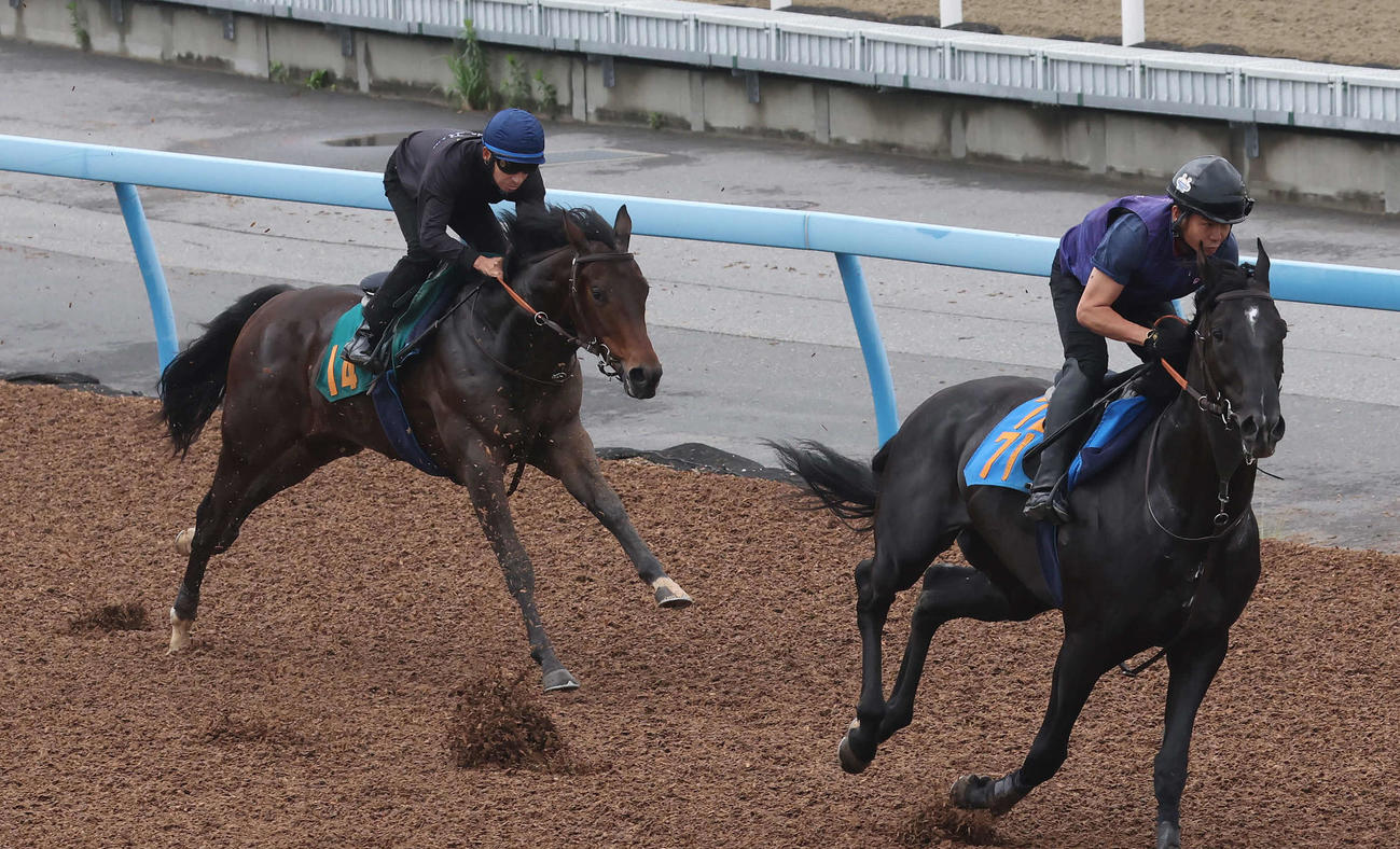 ユマハム（左）は横山典騎手を背にデビュー戦に向けて美浦ウッドで先行するトライデントスピアを追い上げた