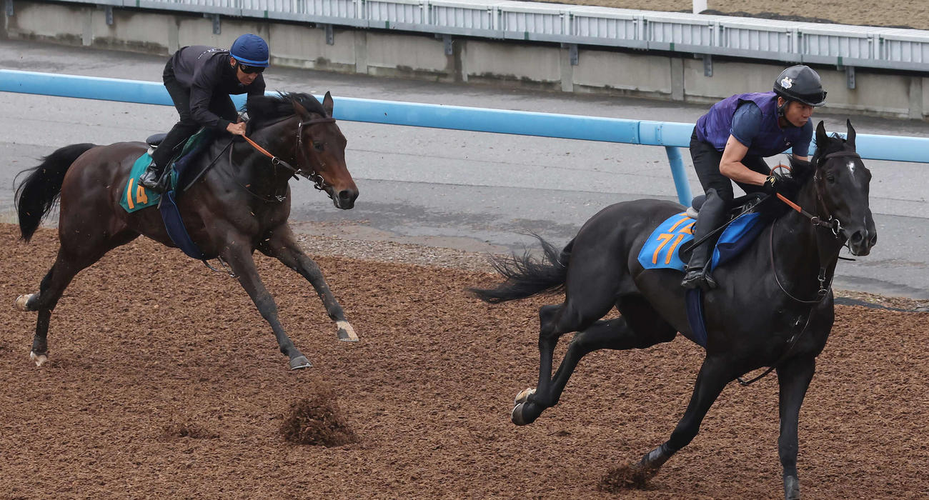 ユマハム（左）は横山典騎手を背にデビュー戦に向けて美浦ウッドで先行するトライデントスピアを追い上げた