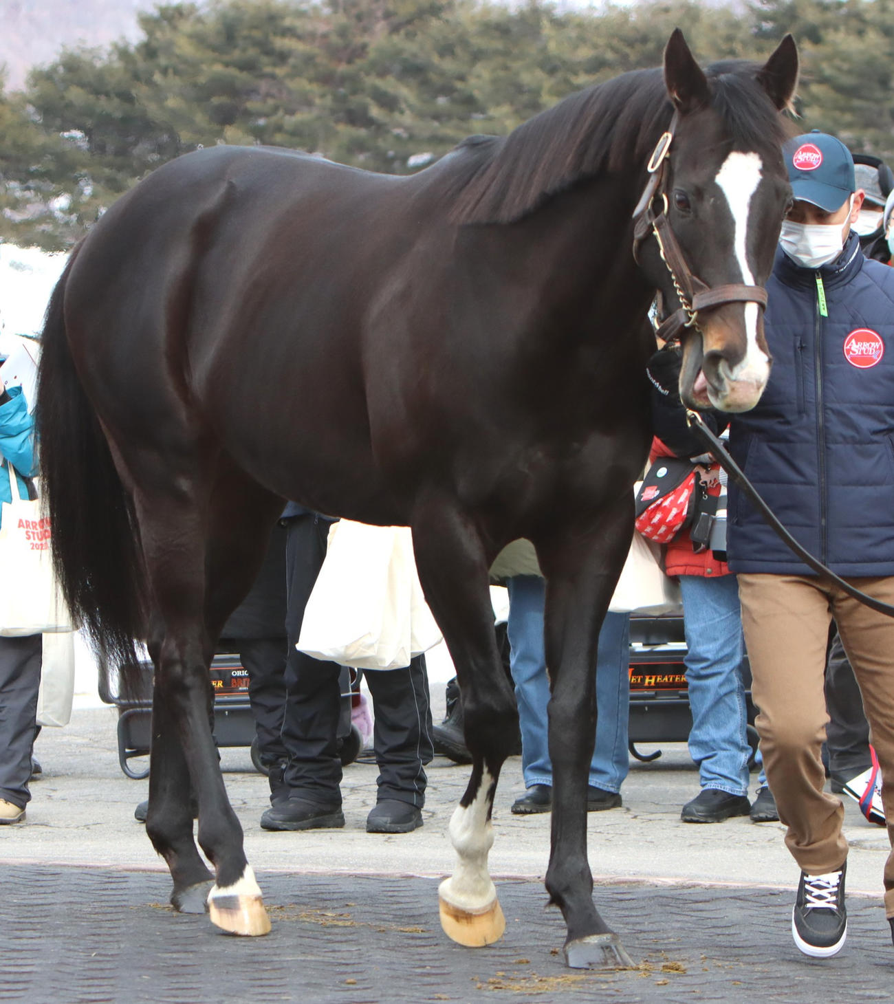 新種牡馬のダノンプレミアム（2023年撮影）