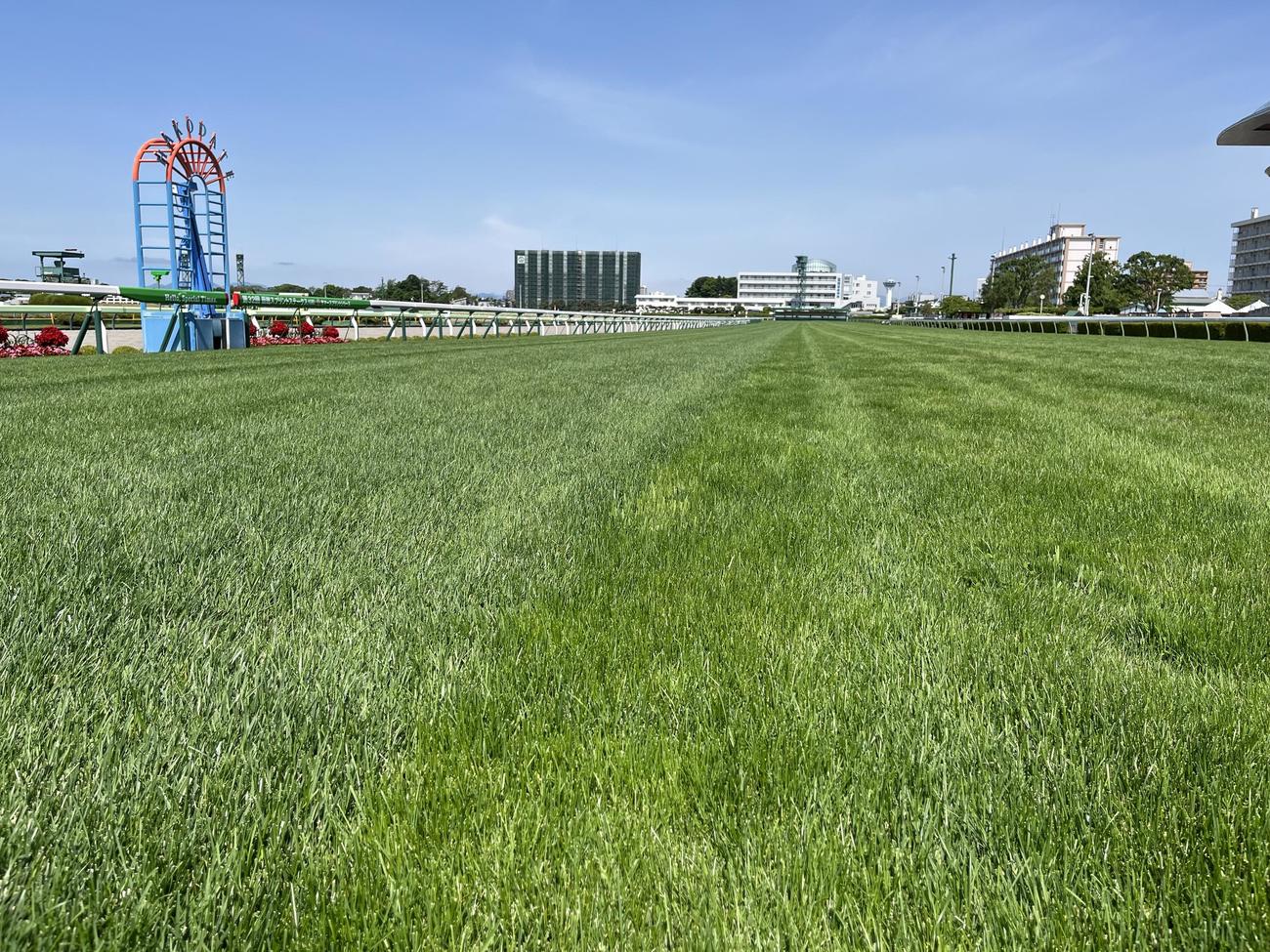 函館競馬場芝コース