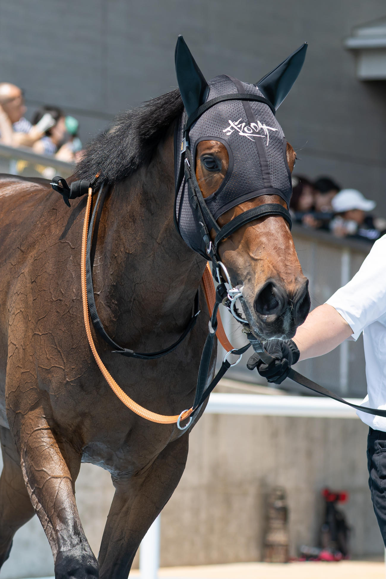函館5R、デビュー戦をレコードタイムで制したカイショー（撮影・村野早祐）