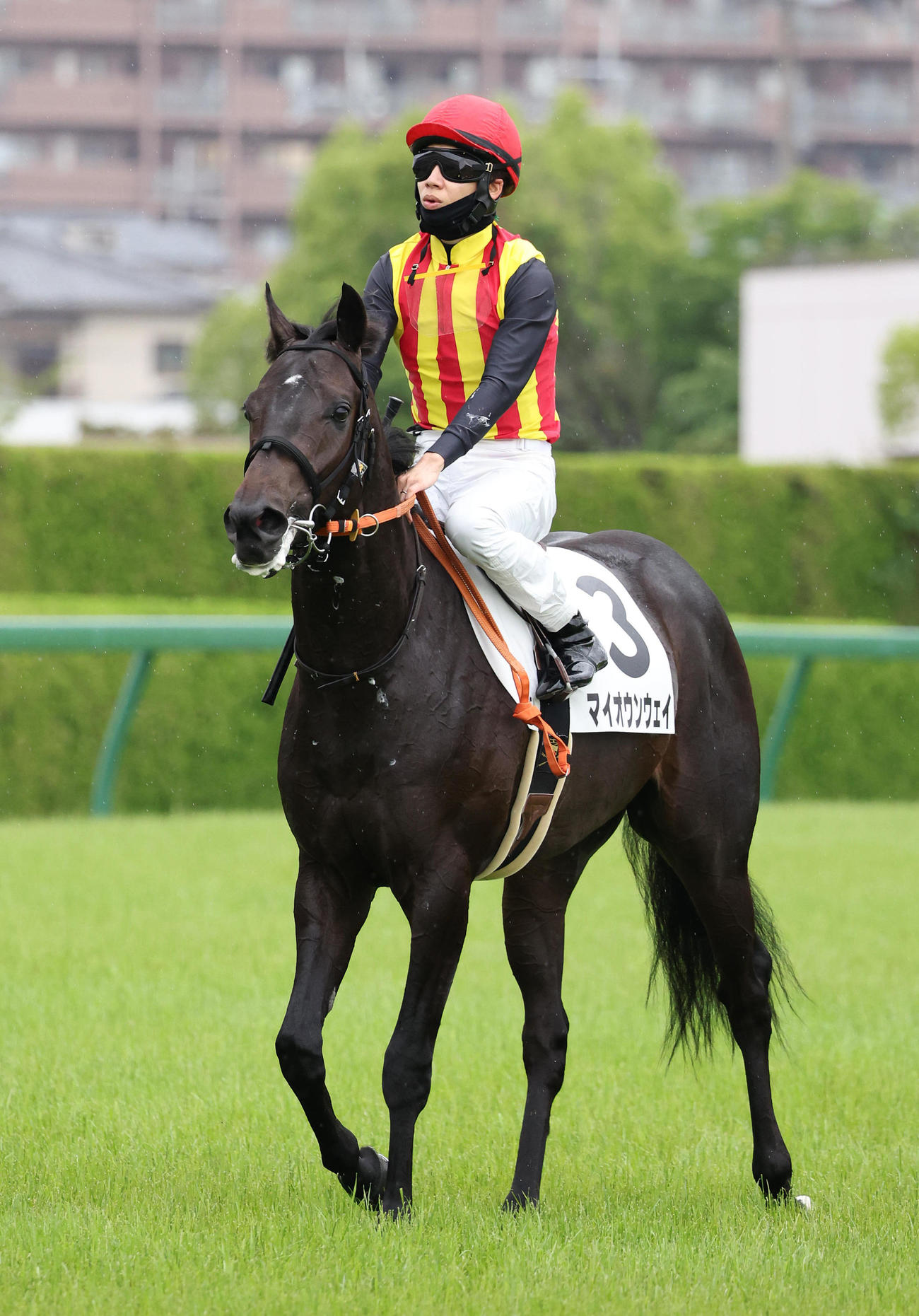 阪神5R、新馬戦を制したマイオウンウェイ（撮影・白石智彦）