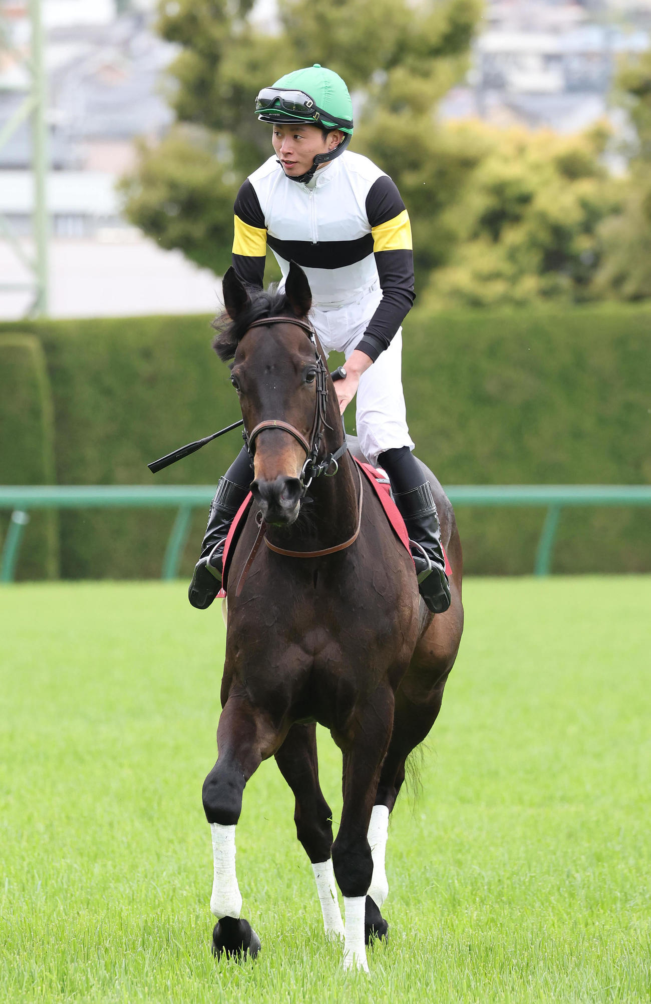 ラヴァンダ（2025年4月撮影）