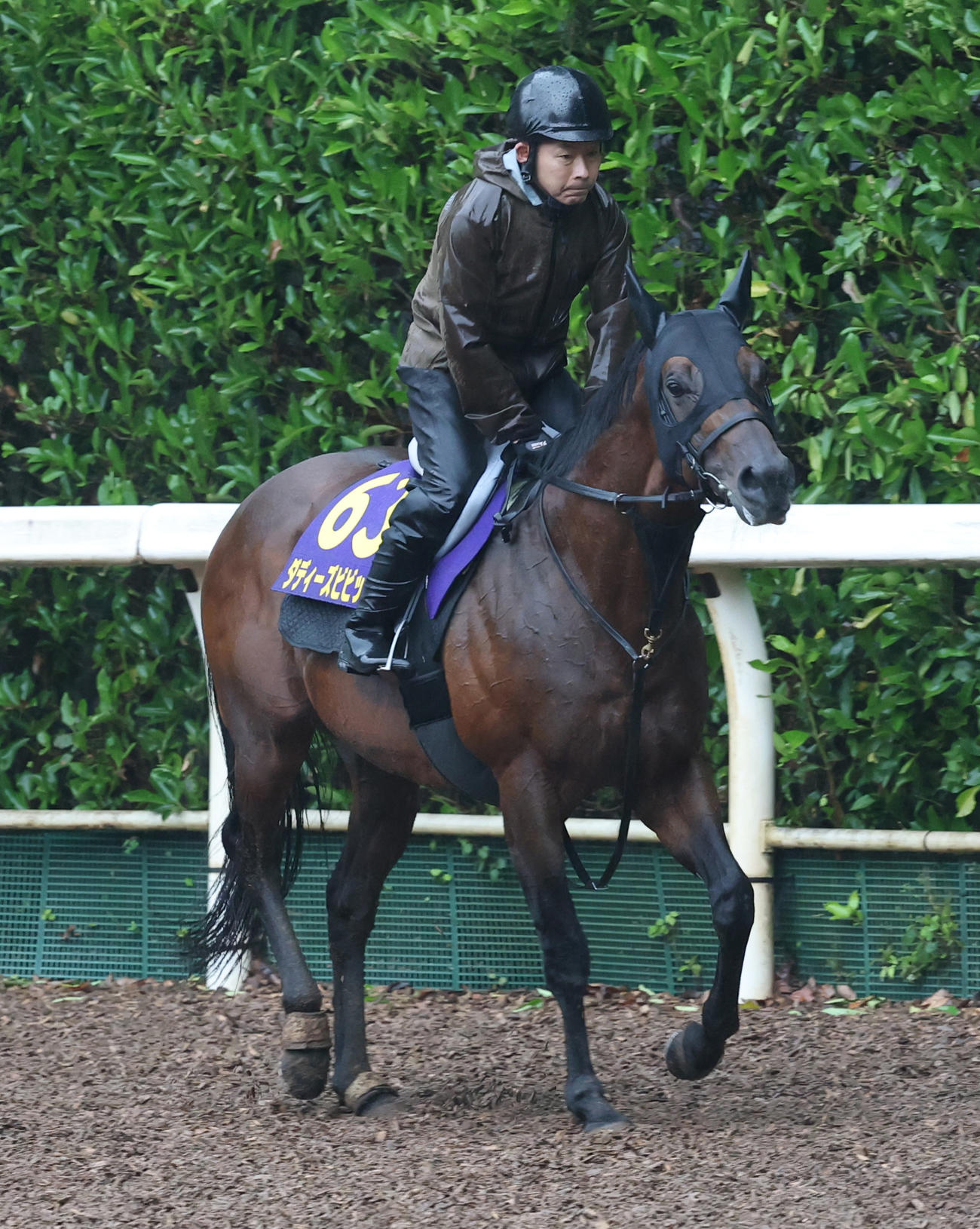 3日、坂路で調整するダディーズビビッド