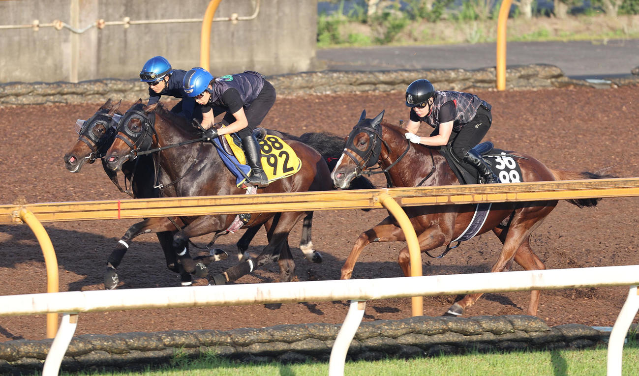 団野騎手を背にCウッドを3頭併せで追い切るタガノエルピーダ（中央）（撮影・白石智彦）
