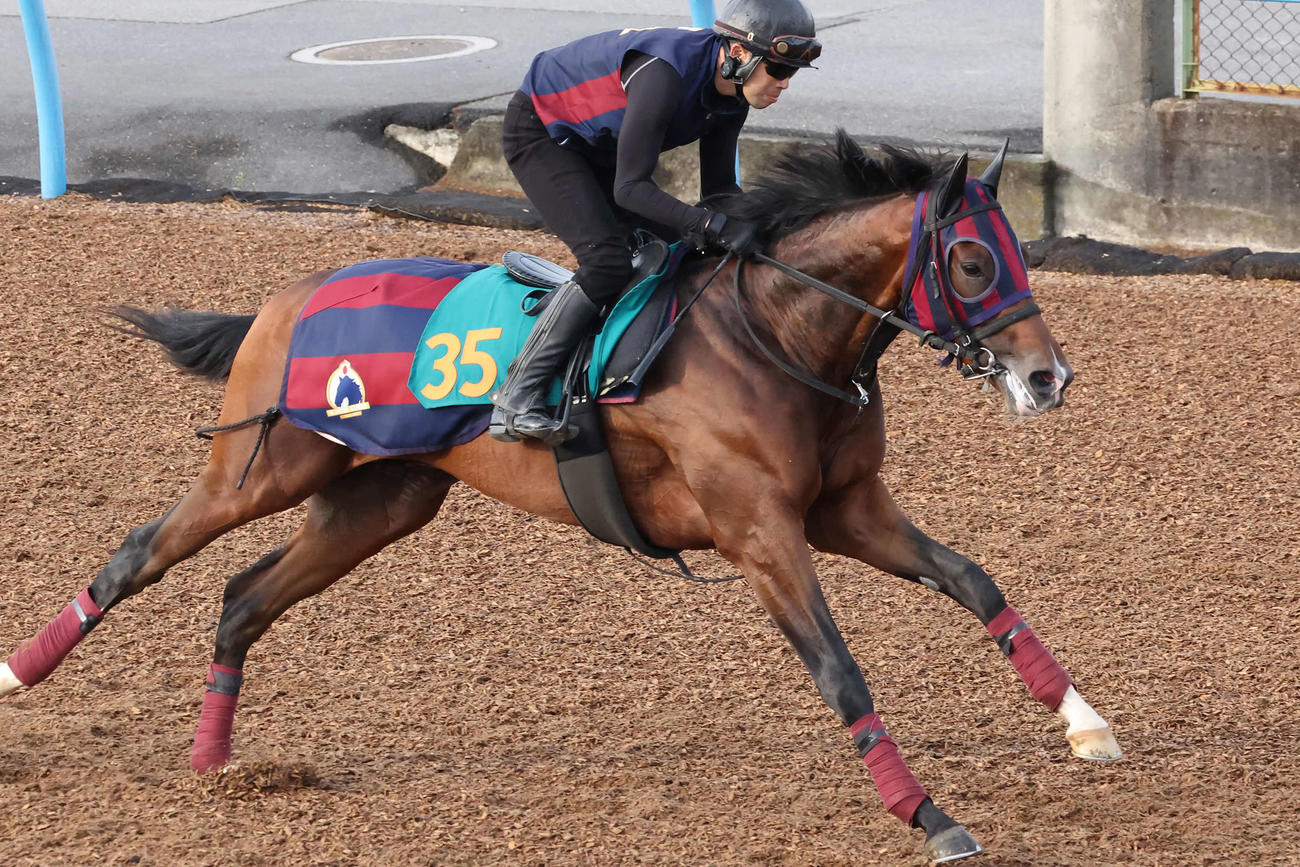 12日、森一厩舎のモノポリオはデビュー戦に向けて美浦ウッドで追い切られた（撮影・丹羽敏通）