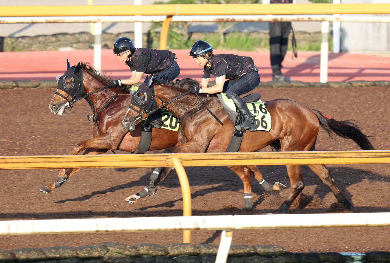 Cウッドを併せ馬で追い切るフェスティバルヒル（左）（撮影・白石智彦）