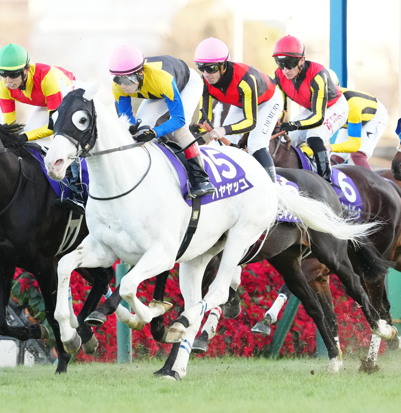 ハヤヤッコ（2024年撮影）