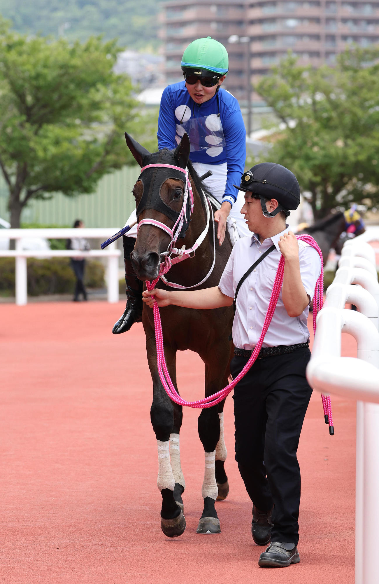 阪神5R、新馬戦を勝利したタイセイボーグ（撮影・白石智彦）