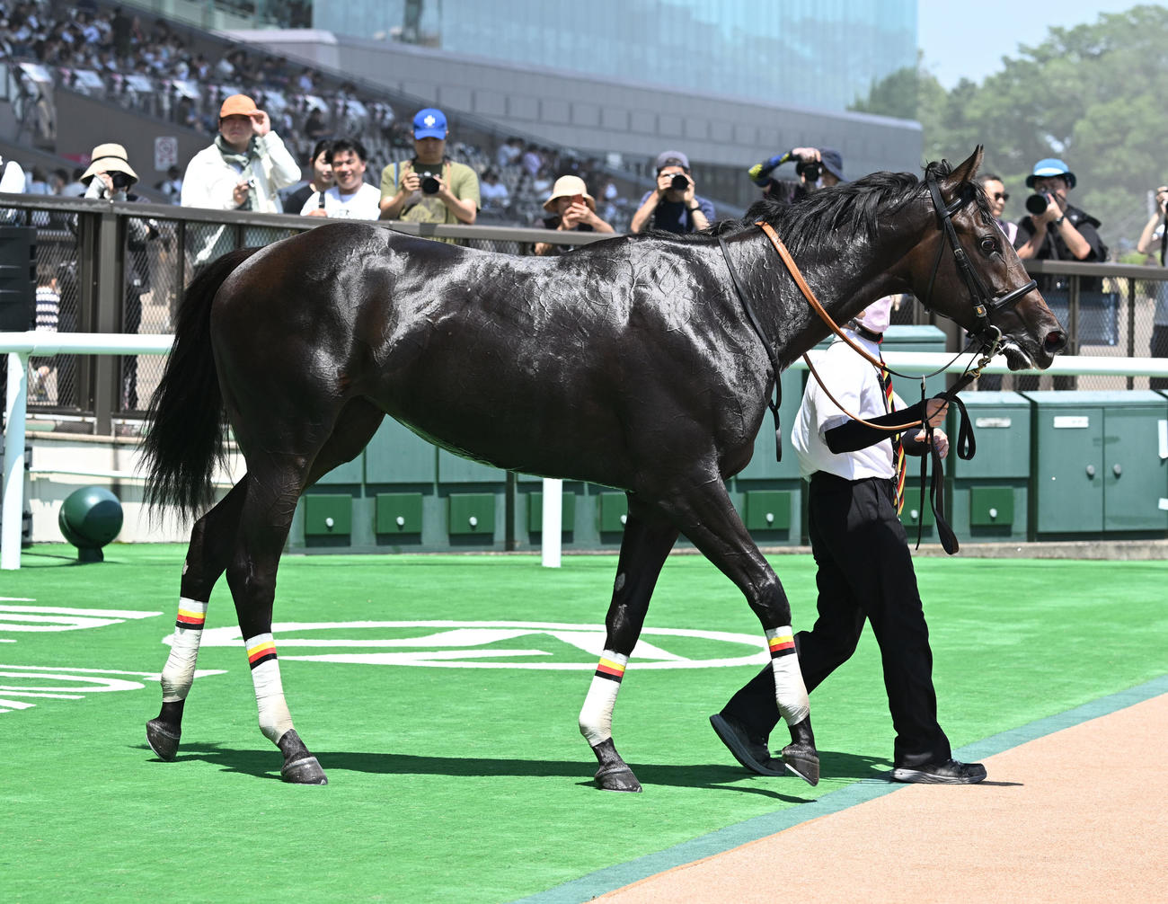 東京6R2歳新馬戦を制したペルセア（撮影・千葉一成）