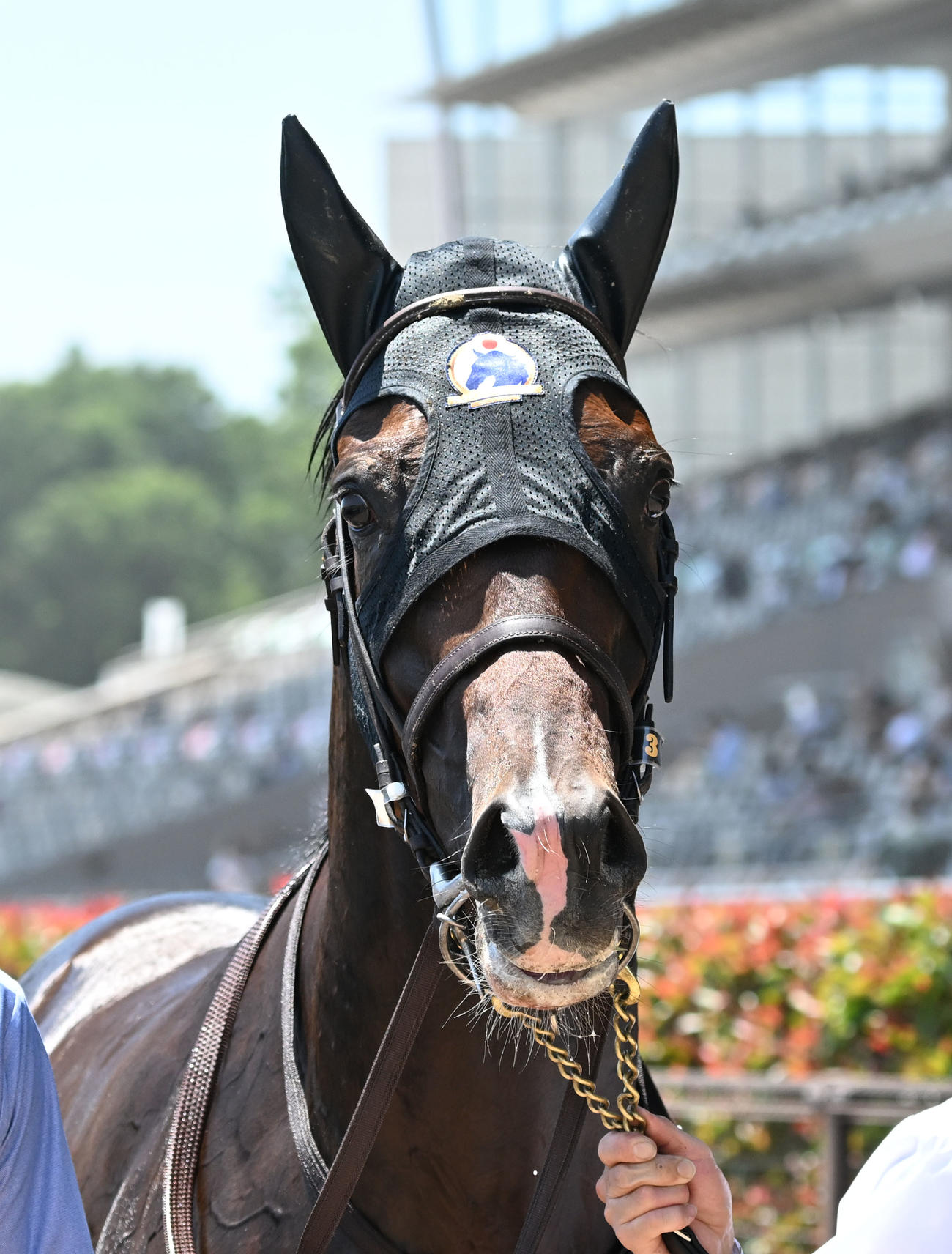 東京5R新馬戦を制したモノポリオ（撮影・千葉一成）