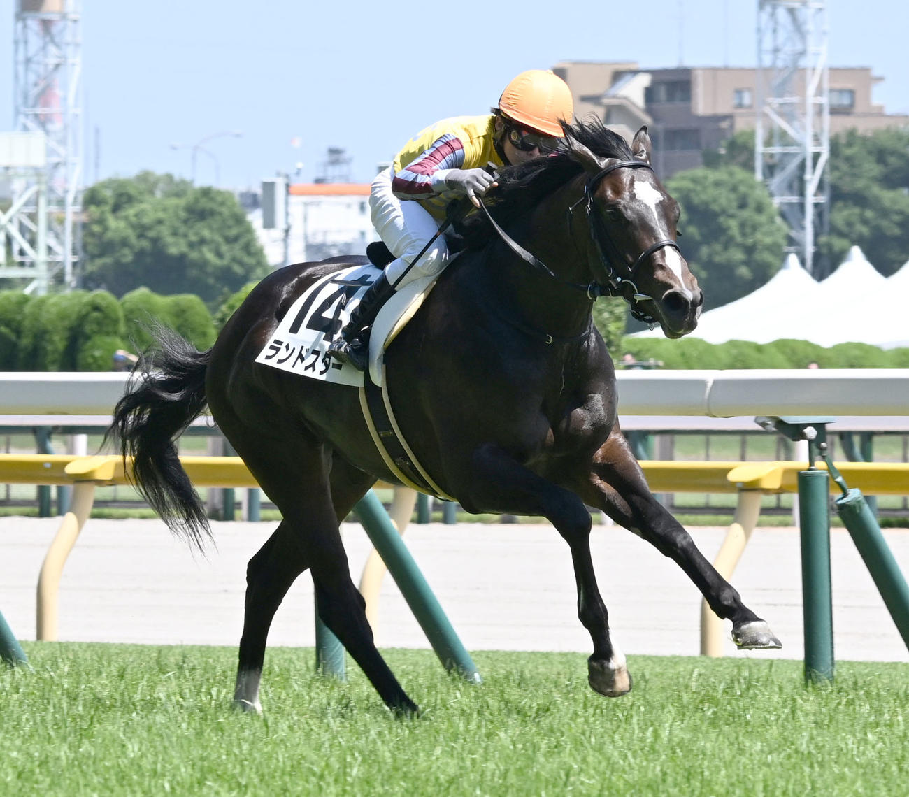 東京6R、2歳新馬戦を制したランドスターと丸田騎手（撮影・千葉一成）