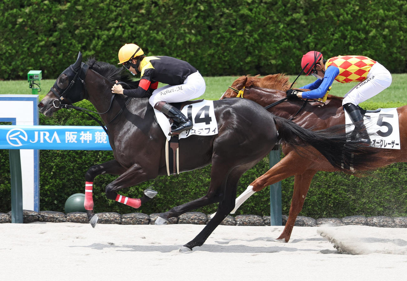 阪神6R、直線抜け出して新馬戦を制したシュテフィ（撮影・白石智彦）