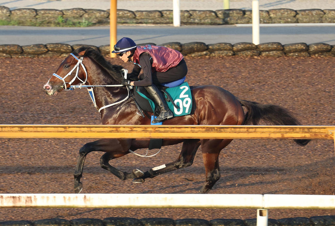 19日、坂井騎手を背にCウッドで追い切るゼロヴィジビリティ
